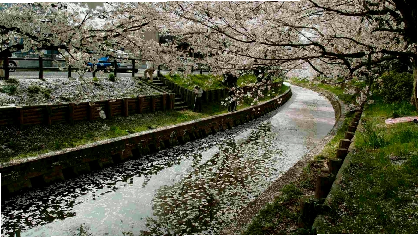 Hình nền hoa anh đào rơi cạnh dòng sông thơ mộng