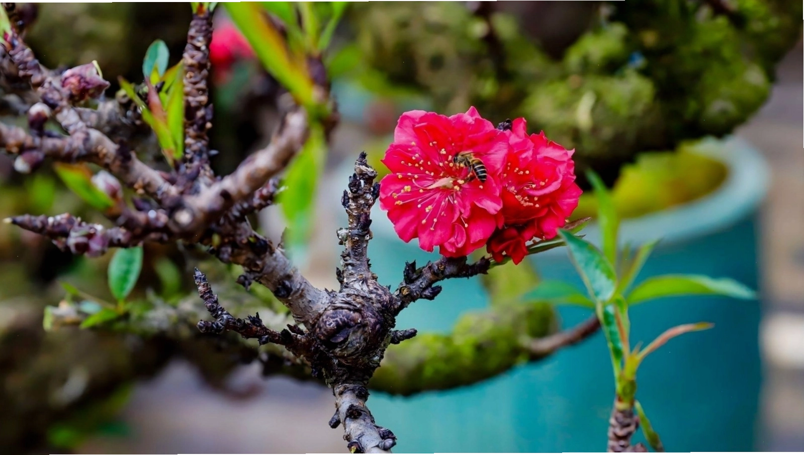 Hình nền hoa anh đào thất thốn một bông duy nhất