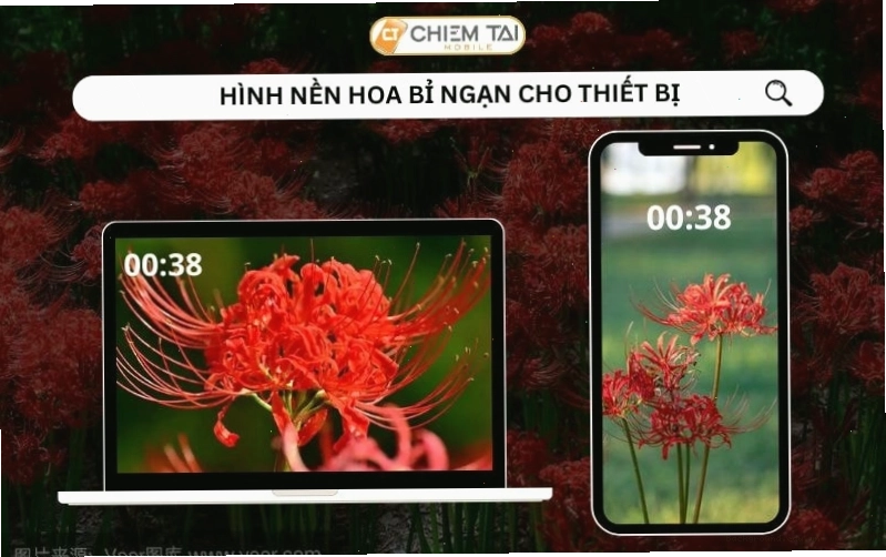 Hình nền hoa bỉ ngạn anime cho máy tính và điện thoại, với sắc đỏ rực rỡ