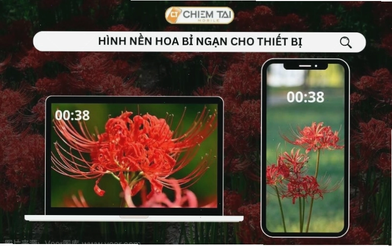 Hình nền hoa bỉ ngạn đa dạng cho máy tính và điện thoại