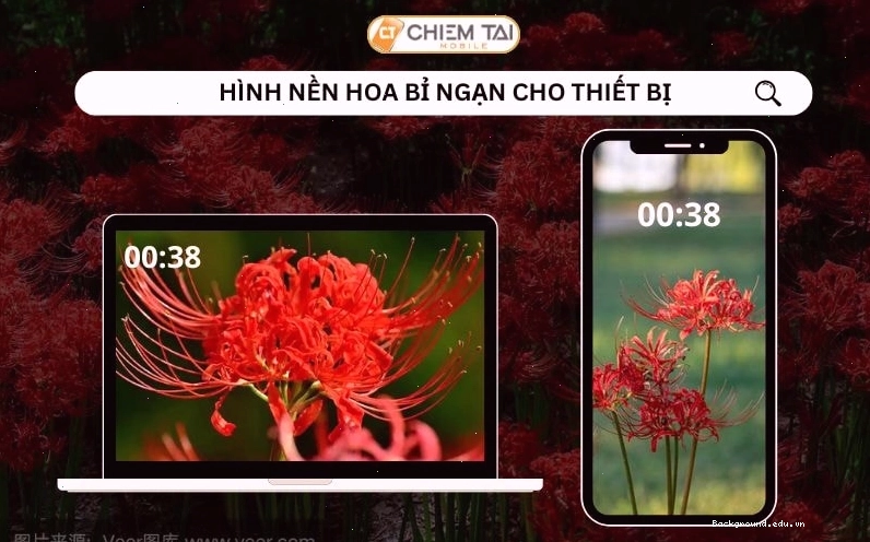 Hình nền hoa bỉ ngạn xanh với gam màu tương phản ấn tượng