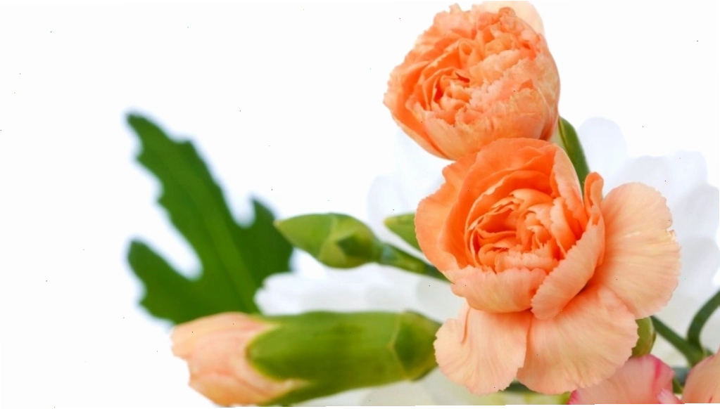 Hình nền hoa cẩm chướng với hiệu ứng bokeh làm mờ hậu cảnh