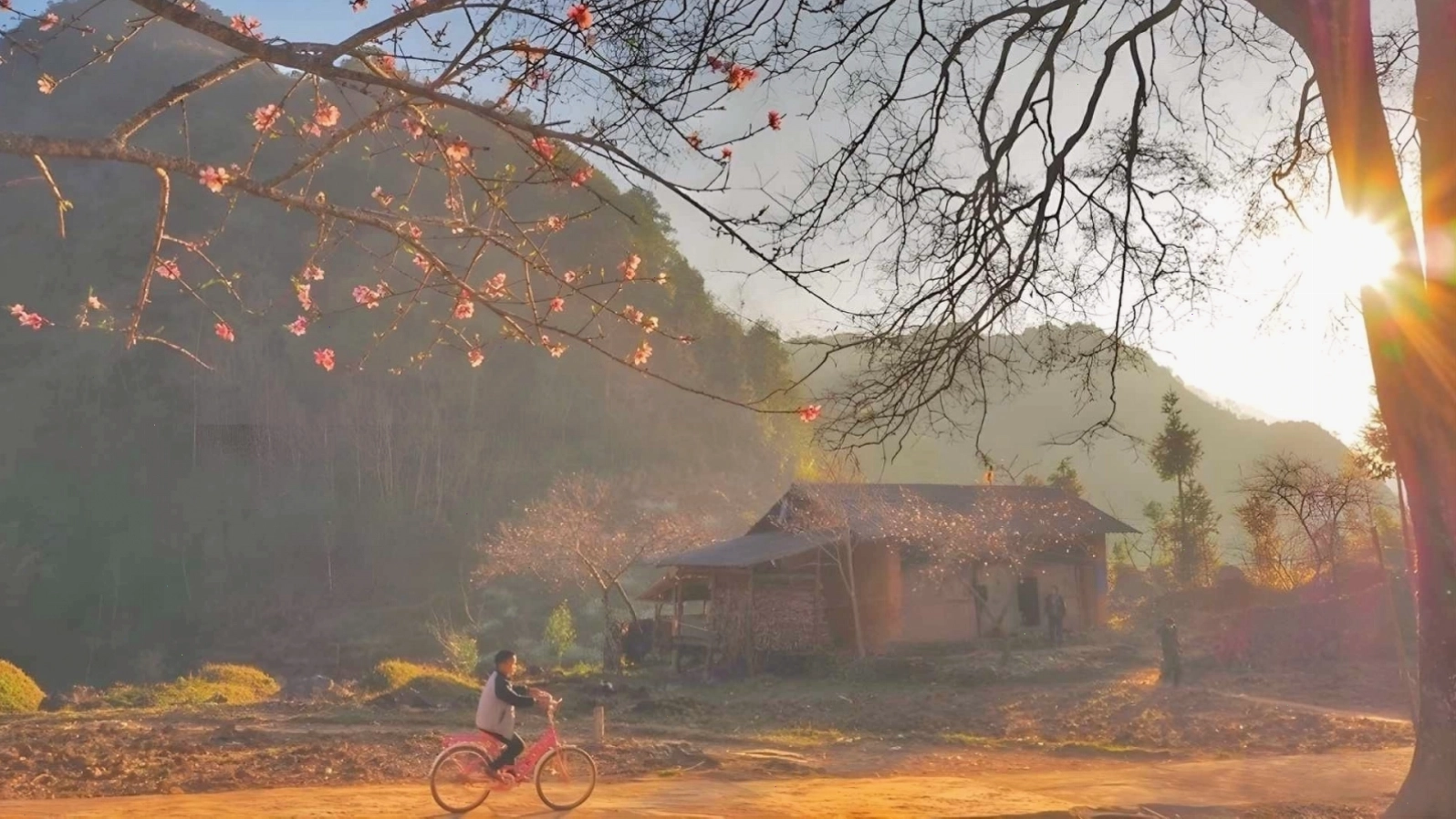 Hình nền hoa đào 4k với sắc hồng rực rỡ trên nền bokeh lung linh