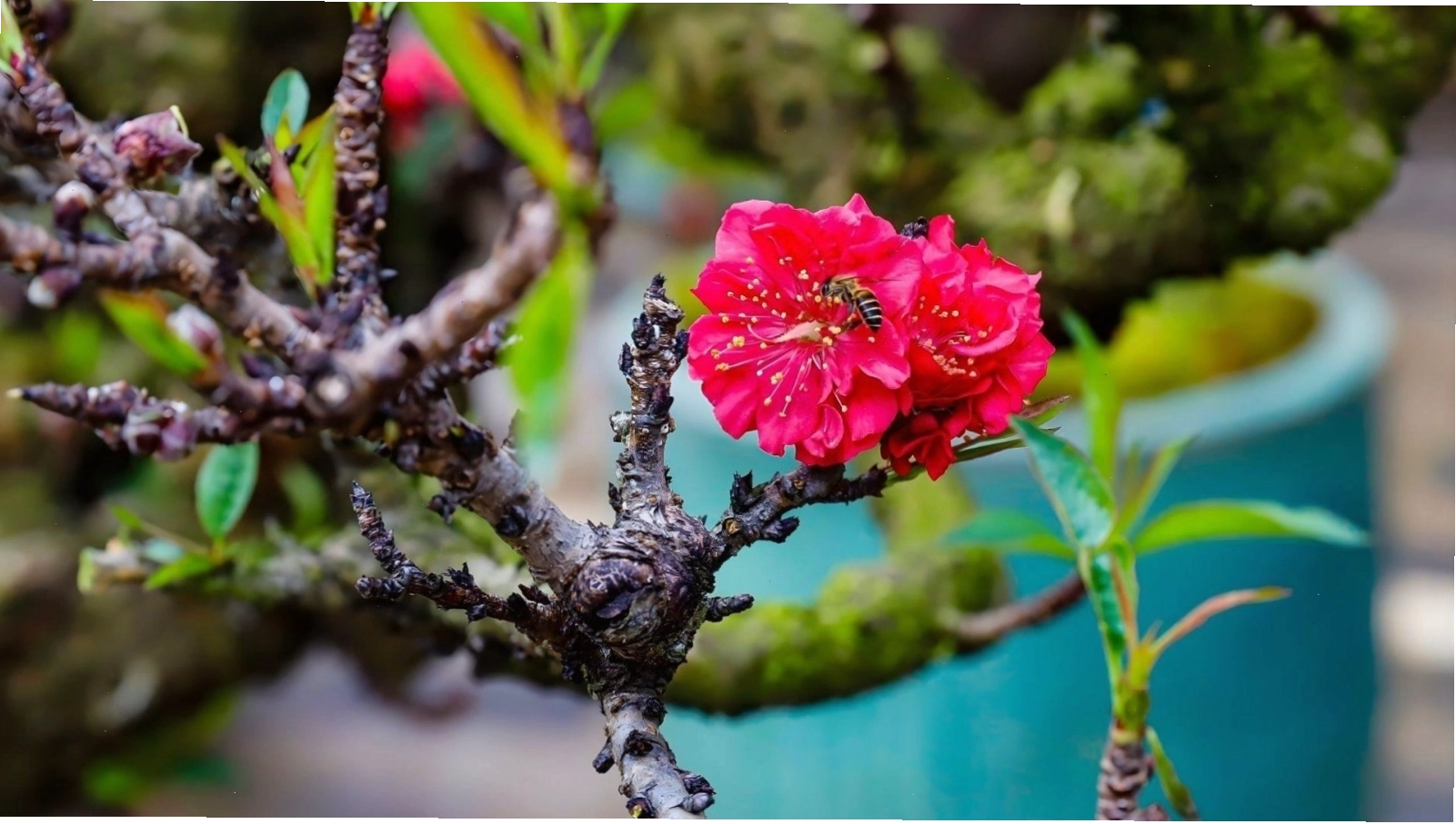 Hình nền hoa đào thất thốn với một bông hoa duy nhất