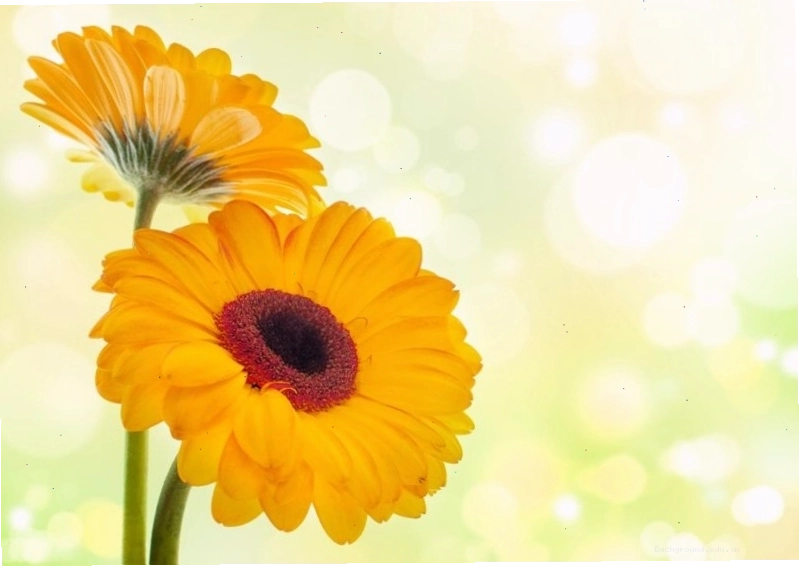 Hình nền hoa đồng tiền cho điện thoại với màu sắc tươi tắn và thiết kế dễ thương