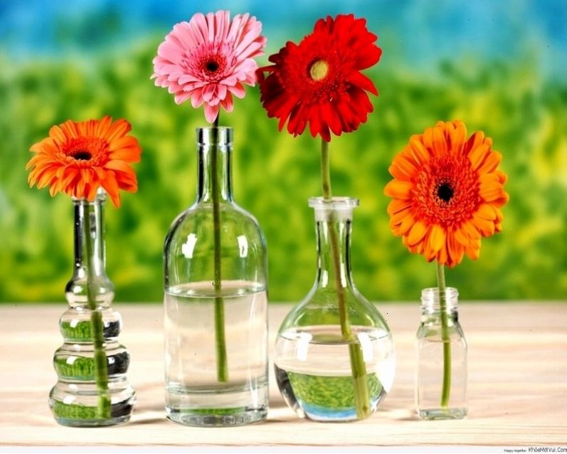 Hình nền hoa đồng tiền cho máy tính mang lại sự sinh động