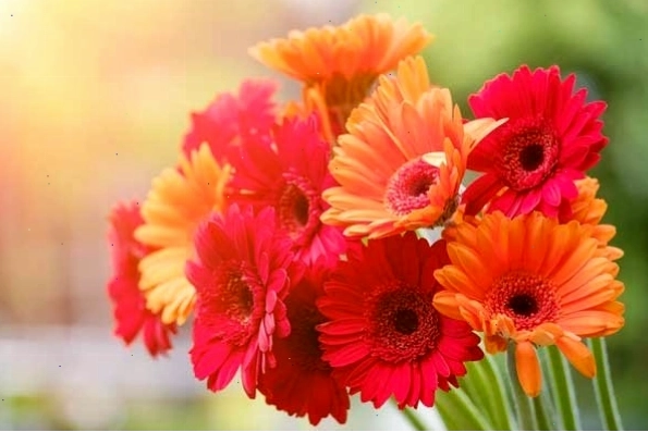 Hình nền hoa đồng tiền máy tính tạo cảm hứng làm việc