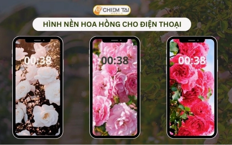 Hình nền hoa hồng phấn dịu dàng trên nền tối