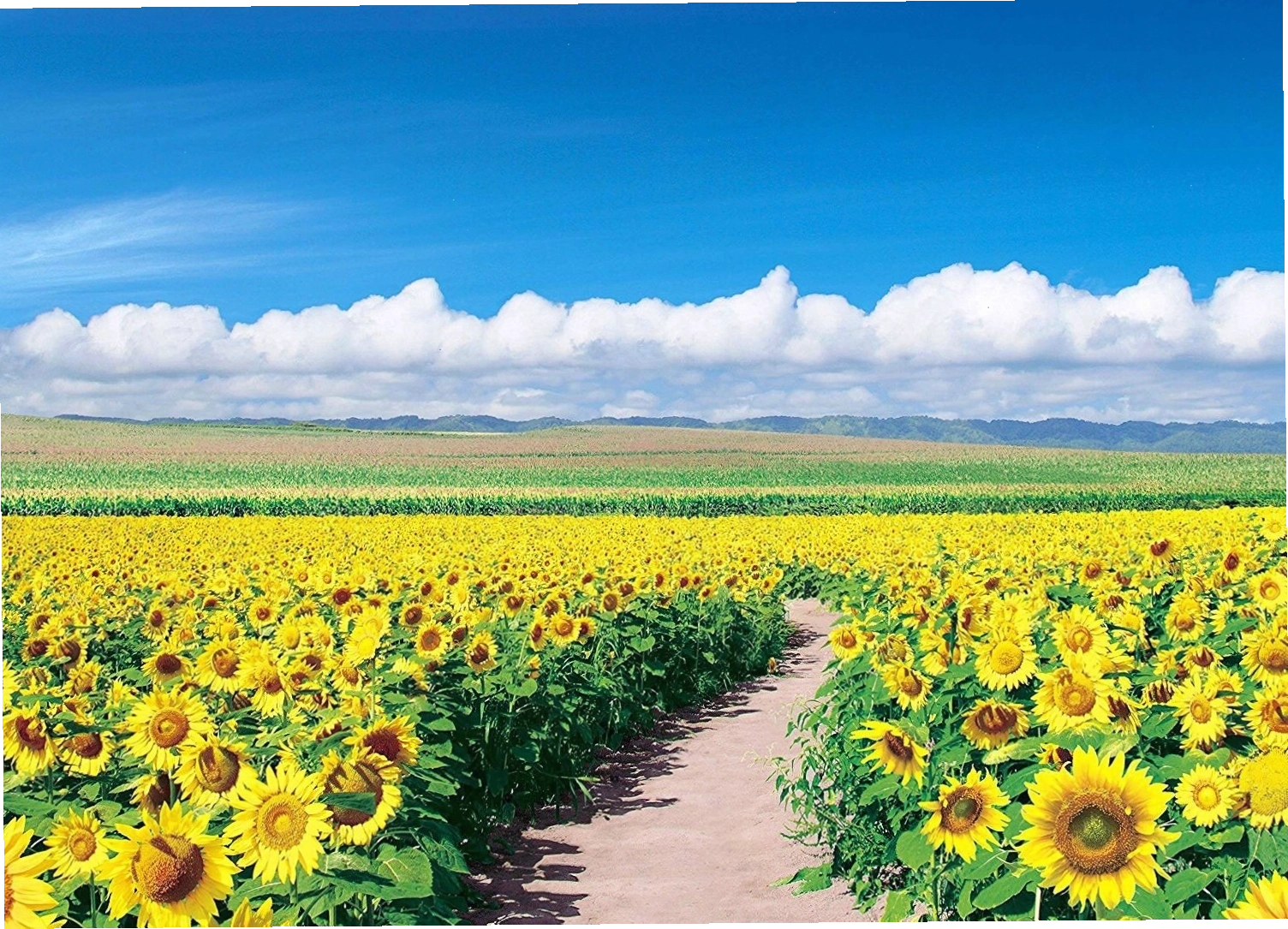 Hình nền hoa hướng dương siêu đẹp