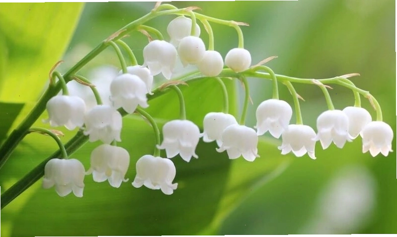 Hình nền hoa linh lan trắng nổi bật trên nền đen bí ẩn