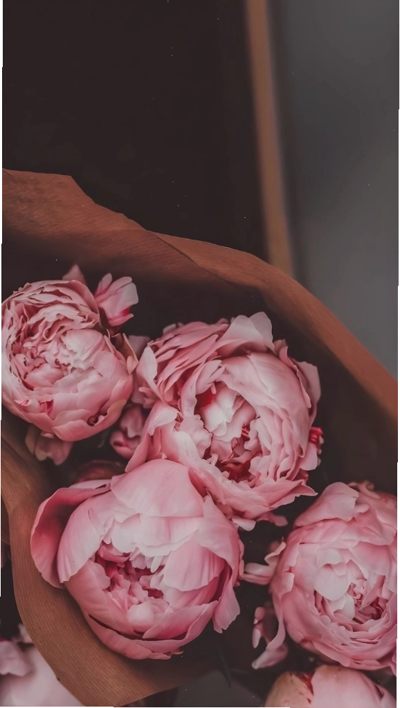 Hình nền hoa mẫu đơn hồng màu vintage đầy hoài niệm