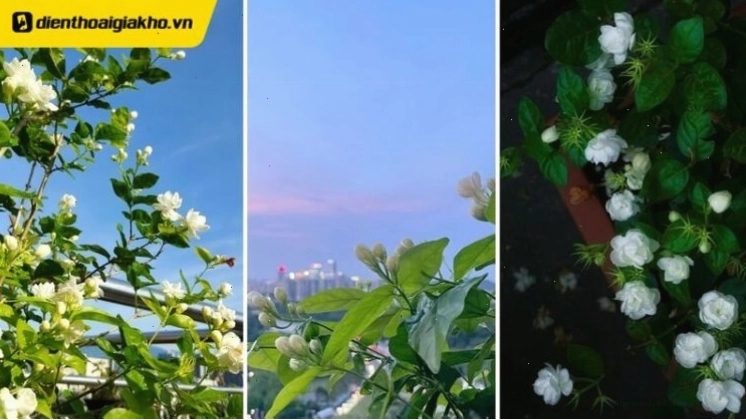 Hình nền hoa nhài ý nghĩa cho người mệnh Kim
