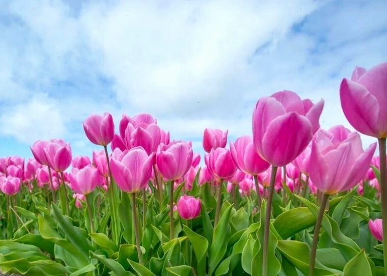Hình nền hoa tulip đỏ rực rỡ thể hiện tình yêu nồng cháy