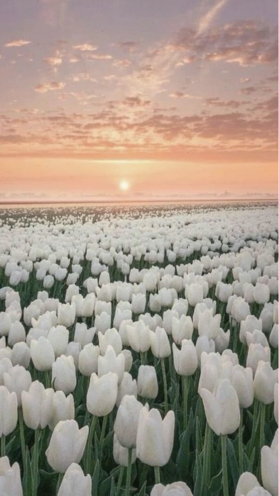 Hình nền hoa tulip hồng rực rỡ, biểu tượng của tình yêu và hạnh phúc