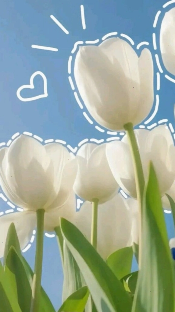 Hình nền hoa tulip tím nhạt dịu dàng cho điện thoại
