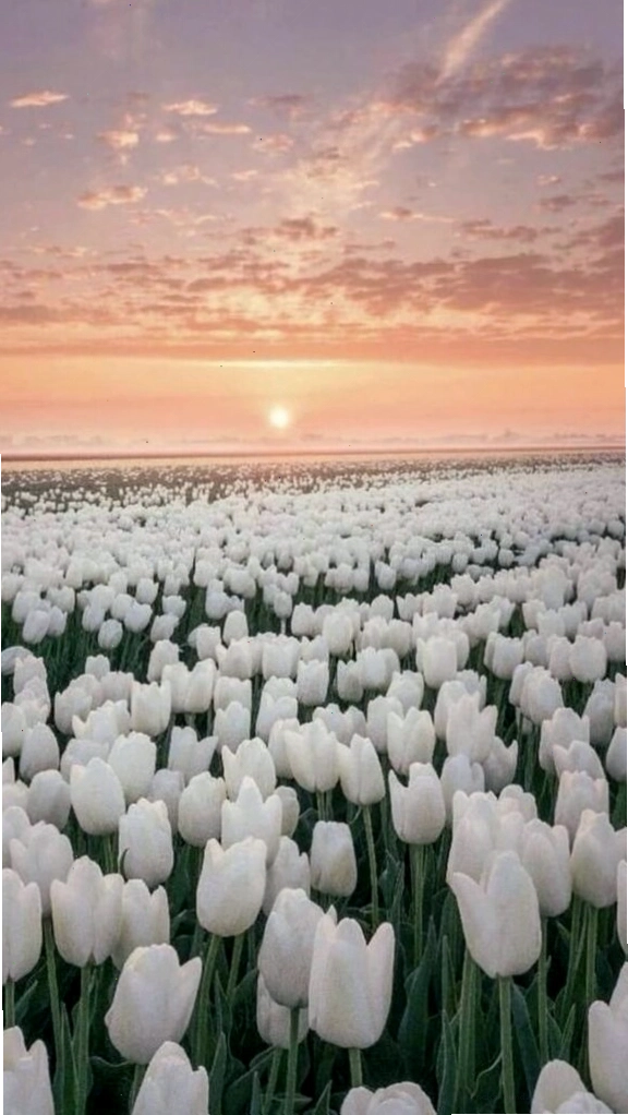 Hình nền hoa tulip trắng đen với bố cục tương phản mạnh mẽ