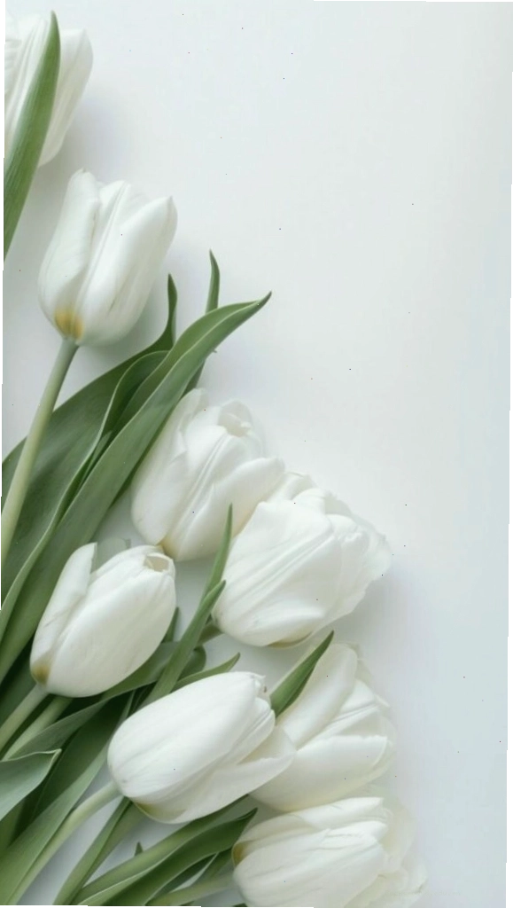 Hình nền hoa tulip trắng tinh khôi, mang đến sự thư thái
