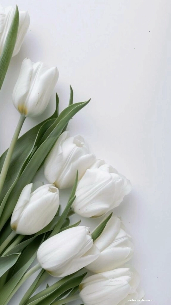Hình nền hoa tulip trắng tinh khôi với những giọt sương mai