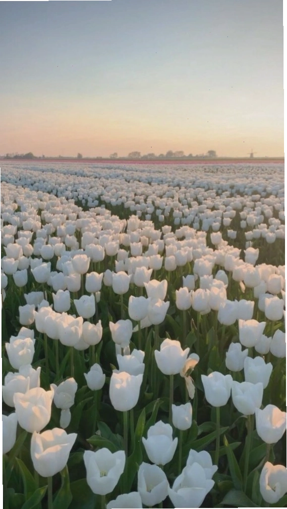 Hình nền hoa tulip trắng với phong cách chill, tạo cảm giác thư thái