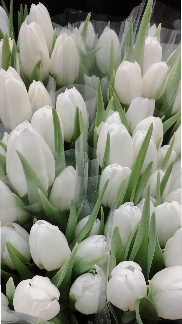 Hình nền hoa tulip vẽ màu trắng đẹp mắt