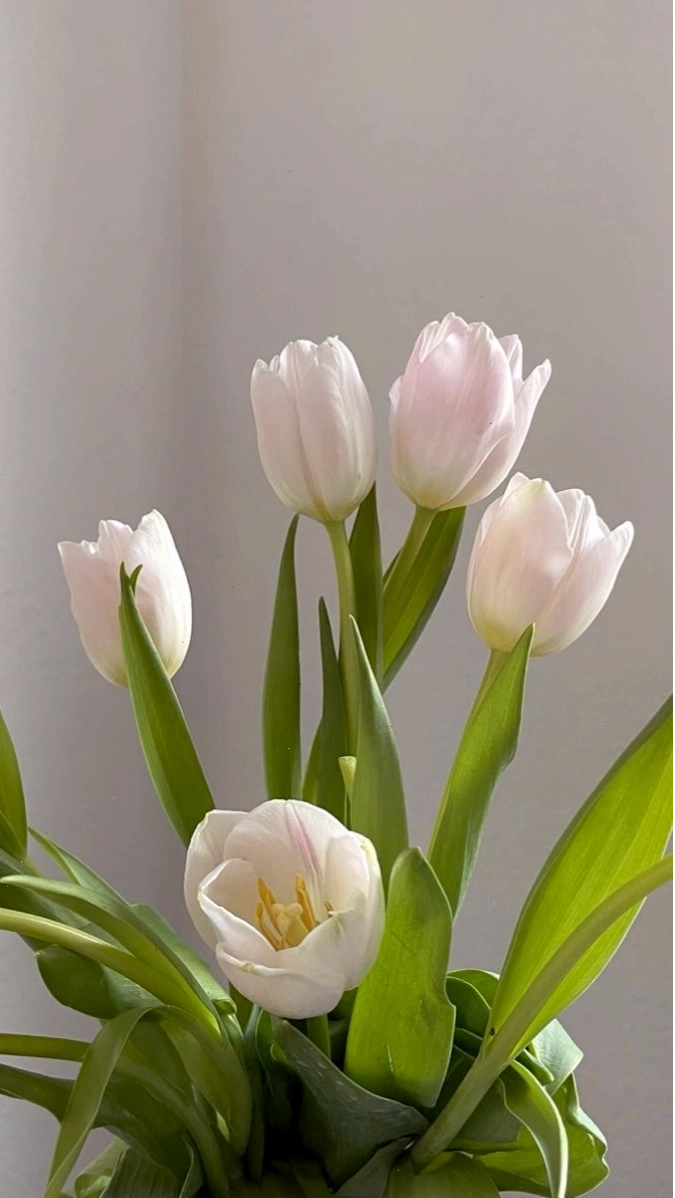 Hình nền hoa tulip vẽ màu trắng tinh khôi