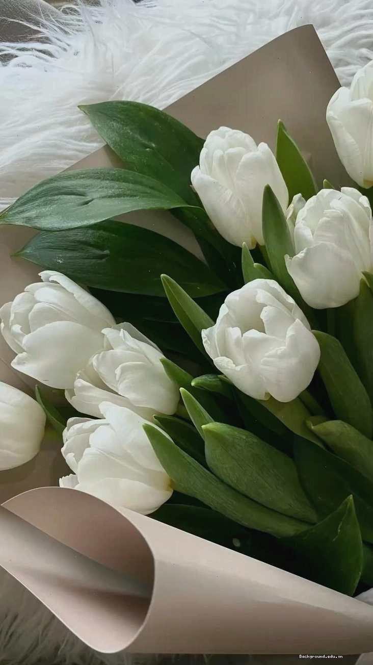 Hình nền hoa tulip vẽ màu trắng trang nhã