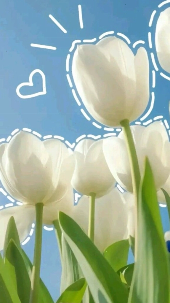 Hình nền hoa tulip với ánh sáng dịu nhẹ tạo không gian thư giãn