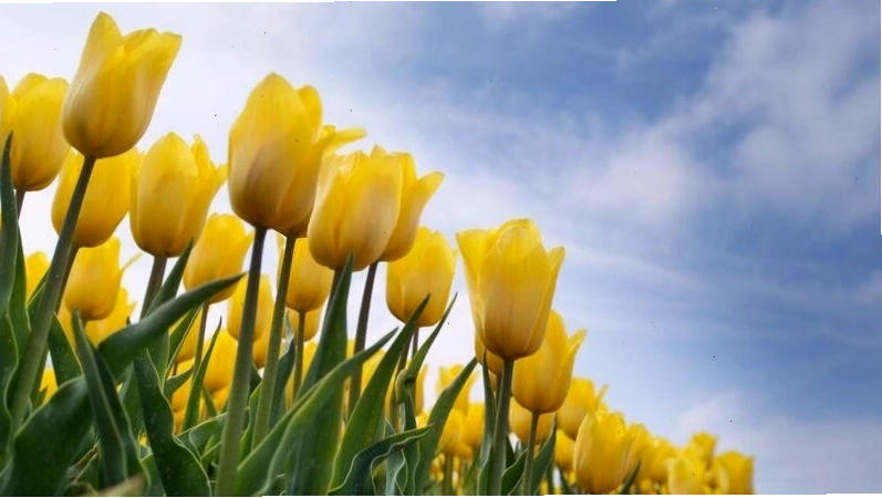 Hình nền hoa tulip với giọt sương mai lấp lánh
