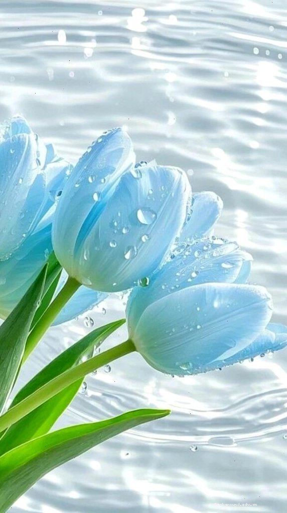 Hình nền hoa tulip xanh dưới làn nước trong veo