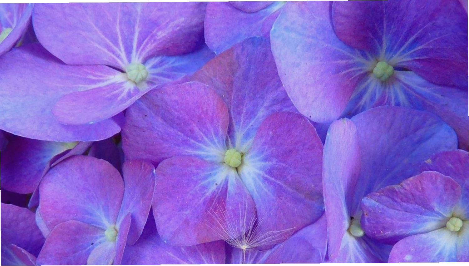 Hình nền màu tím hoa lavender lãng mạn, tinh tế cho điện thoại