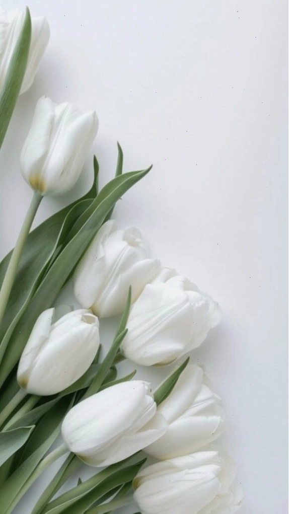 Hình nền máy tính hoa tulip tím dễ thương