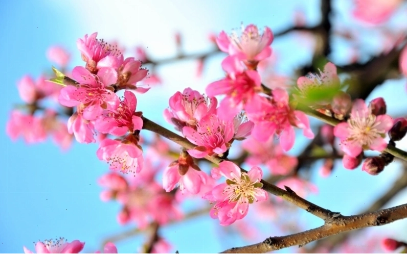 Hoa anh đào rơi lả tả như tuyết