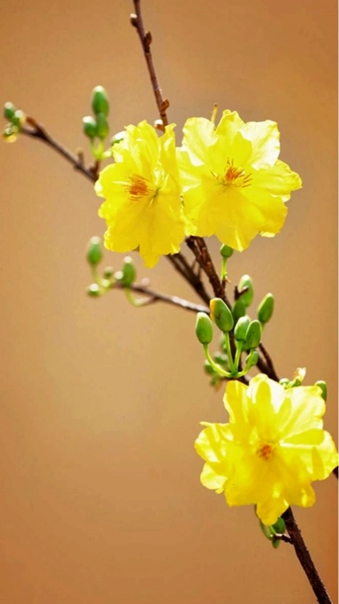 Hoa mai vàng nở vào buổi sáng sớm, lung linh dưới ánh nắng