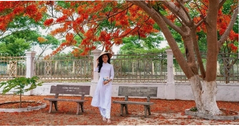 Hoa phượng điểm xuyết trên nền trời