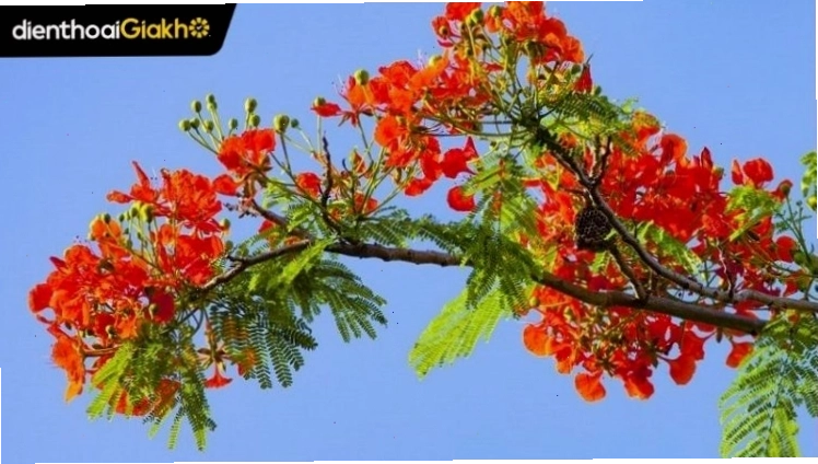 Hoa phượng được sử dụng trong thiết kế đồ họa