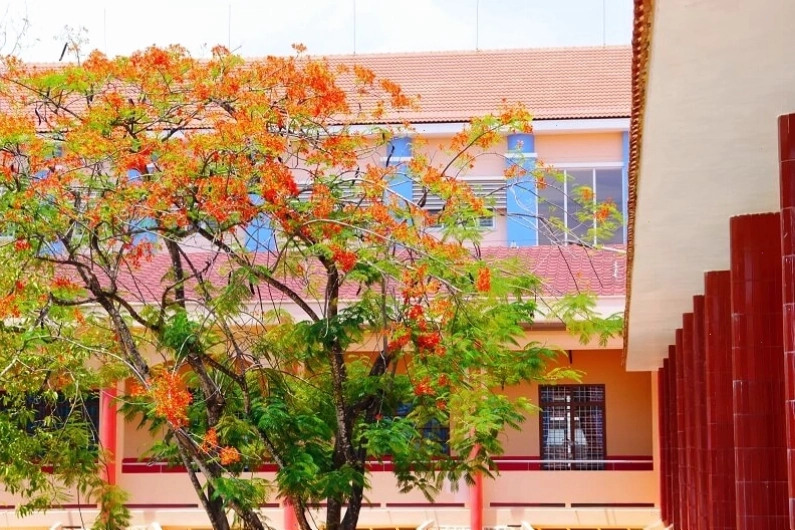Hoa phượng nở đỏ rực cả một góc trời