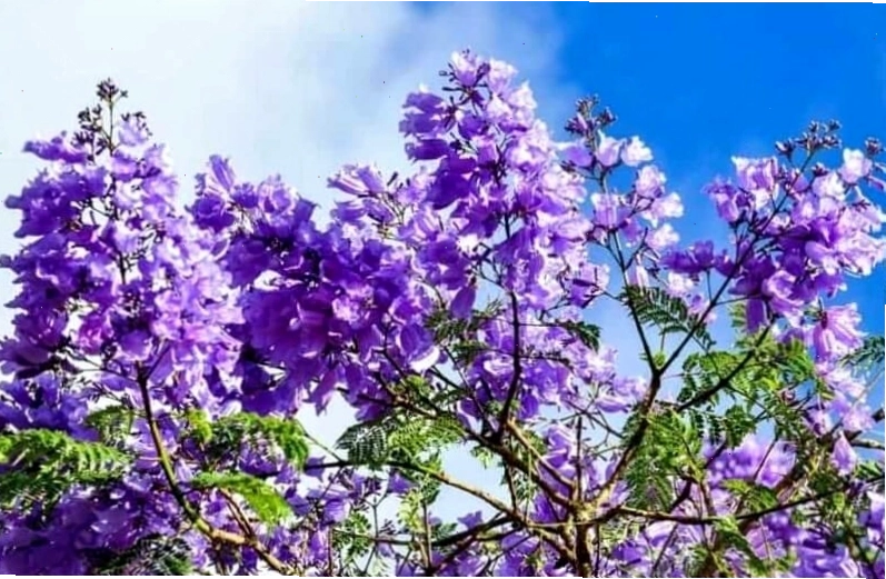 Hoa phượng nở trên nền lá xanh