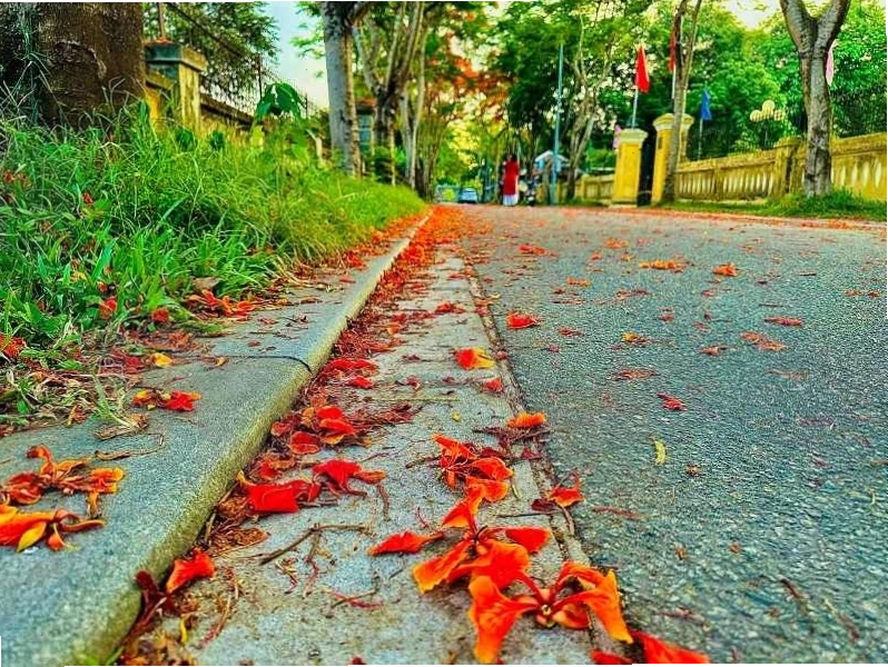 Hoa phượng nở trên nền trời xanh