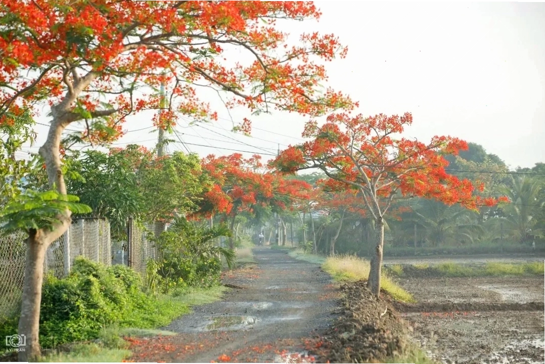 Hoa phượng rơi nhẹ trong gió