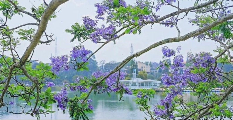 Hoa phượng trong buổi sớm mai