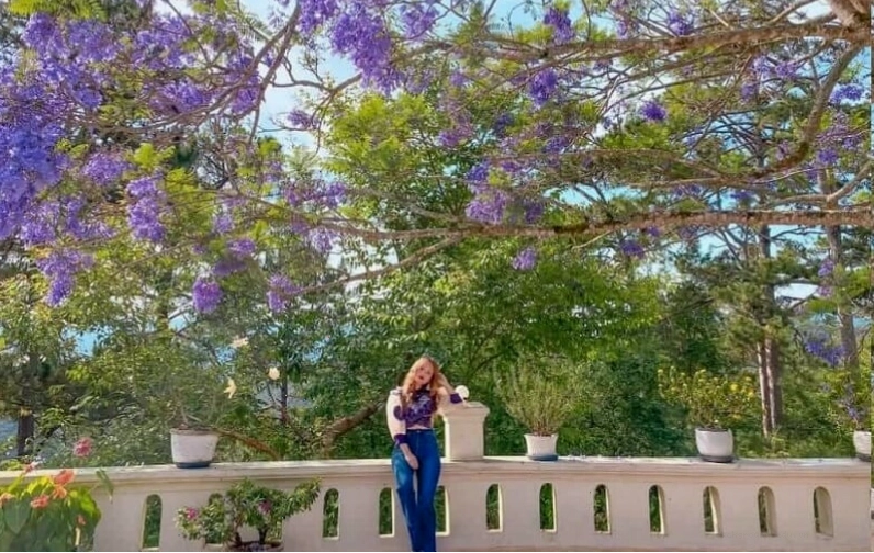 Hoa phượng và bầu trời