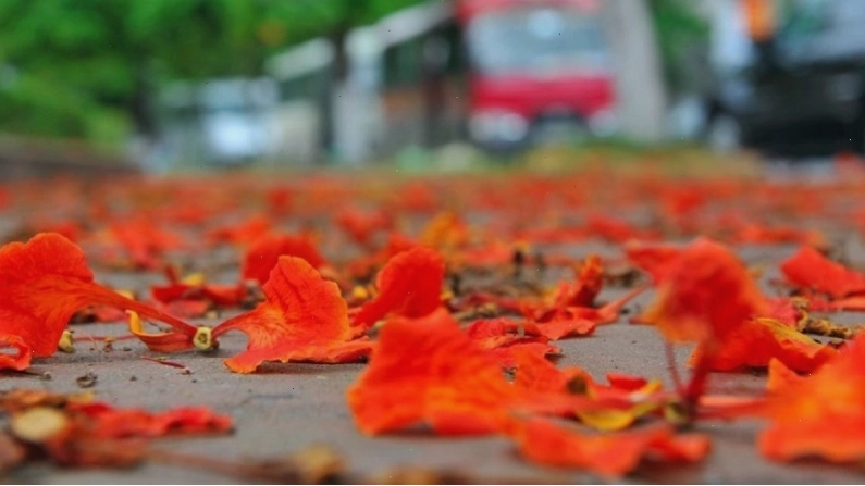 Hoa phượng với những cánh mỏng manh