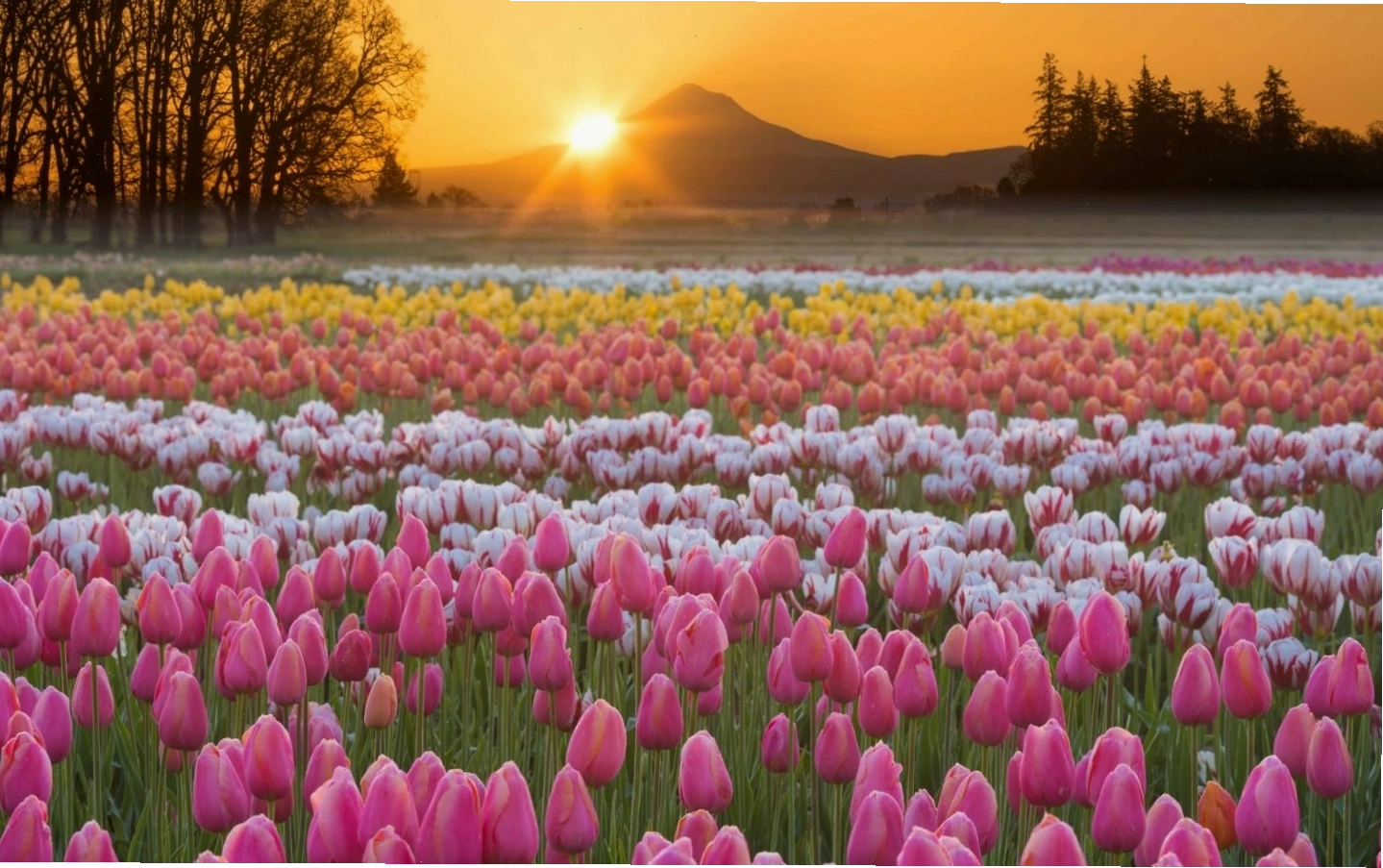 Hoa tulip, biểu tượng của tình yêu và may mắn