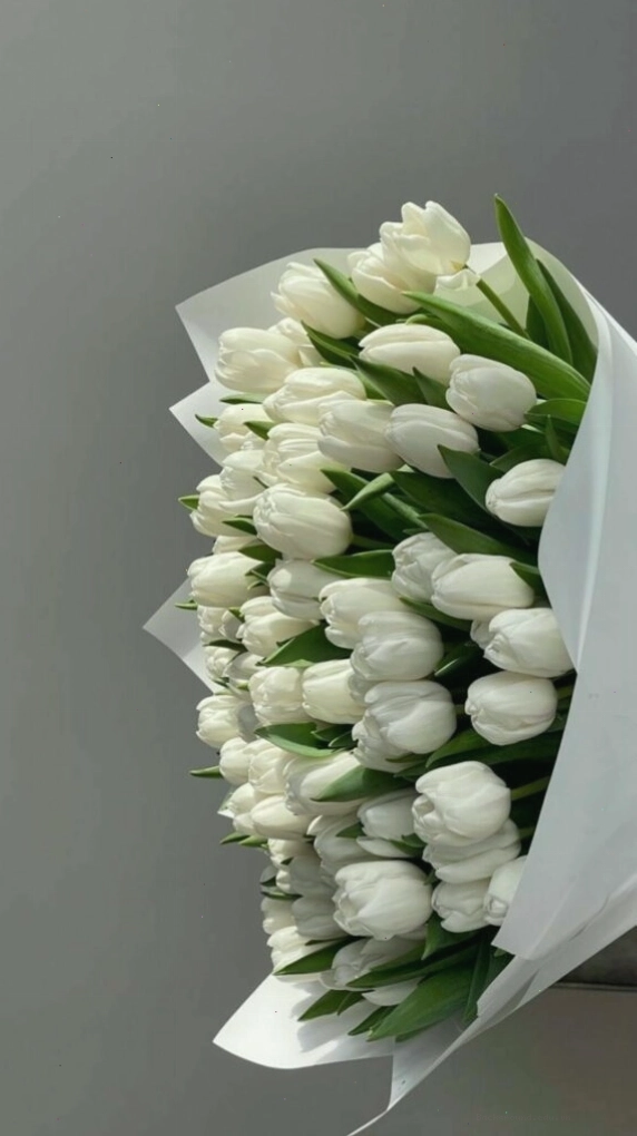 Hoa tulip tím nở rộ trong ánh nắng