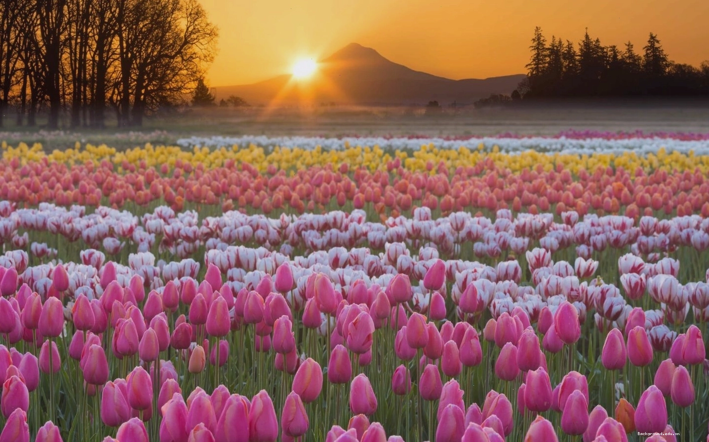 Hoa tulip với vẻ đẹp đa dạng và ý nghĩa phong phú
