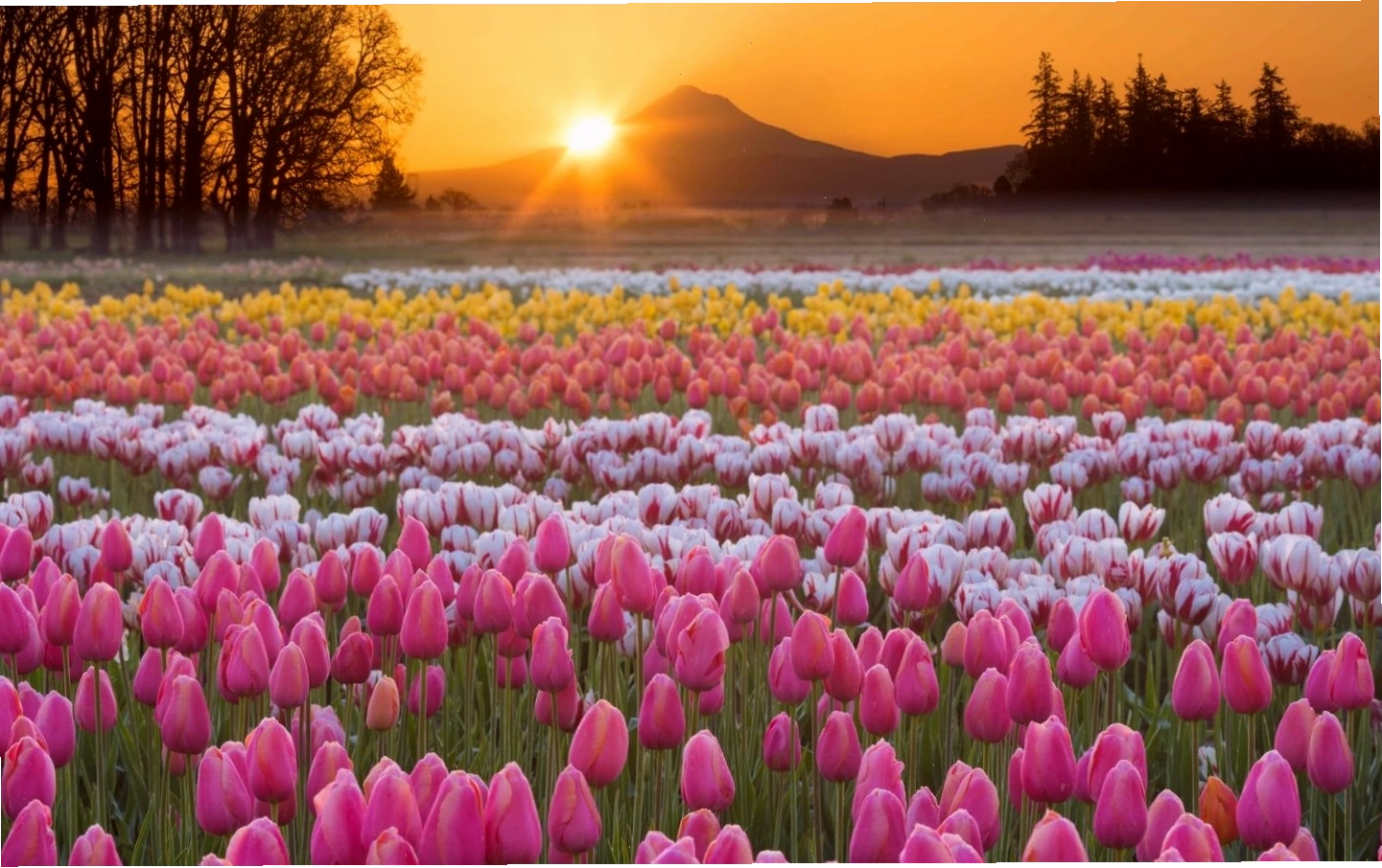 Hoa tulip, với vẻ đẹp đa dạng và ý nghĩa phong phú, là biểu tượng của nhiều điều tốt đẹp, đặc biệt là tình yêu và sự may mắn