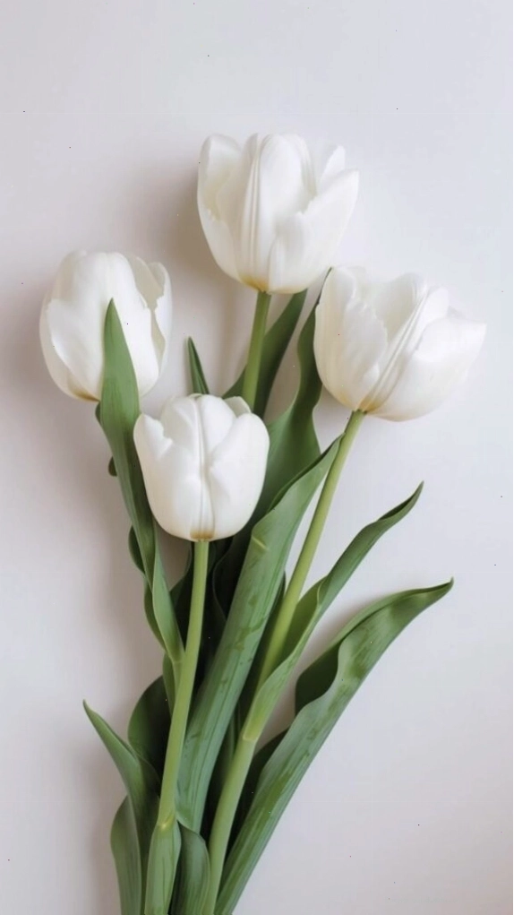 Hoa tulip xanh dương với phong cách tối giản