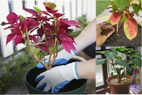 Kỹ thuật trồng hoa trạng nguyên đúng cách
