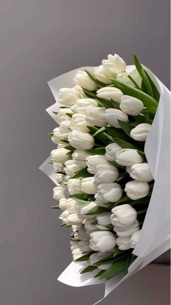 Một bông hoa tulip xanh duy nhất trên nền tối
