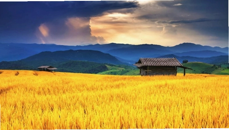 Nét đẹp giản dị của cánh đồng lúa chín